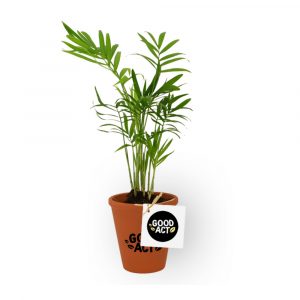 Plante personnalisable avec logo - Cadeau d'entreprise
