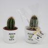 Exemple de rendu réel de la mini plante personnalisée