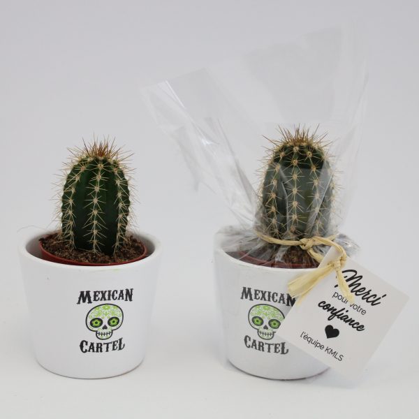 Exemple de rendu réel de la mini plante personnalisée