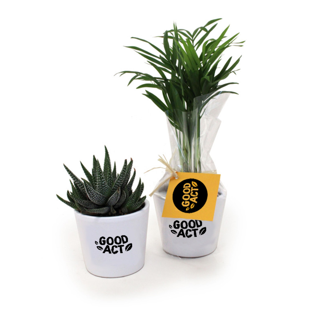 Mini plante personnalisable avec un logo