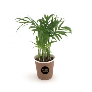 Mini plante en gobelet personnalisé - Goodies nature pas cher