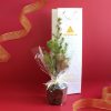 Arbre personnalisé à offrir cadeau entreprise avec sac à planter