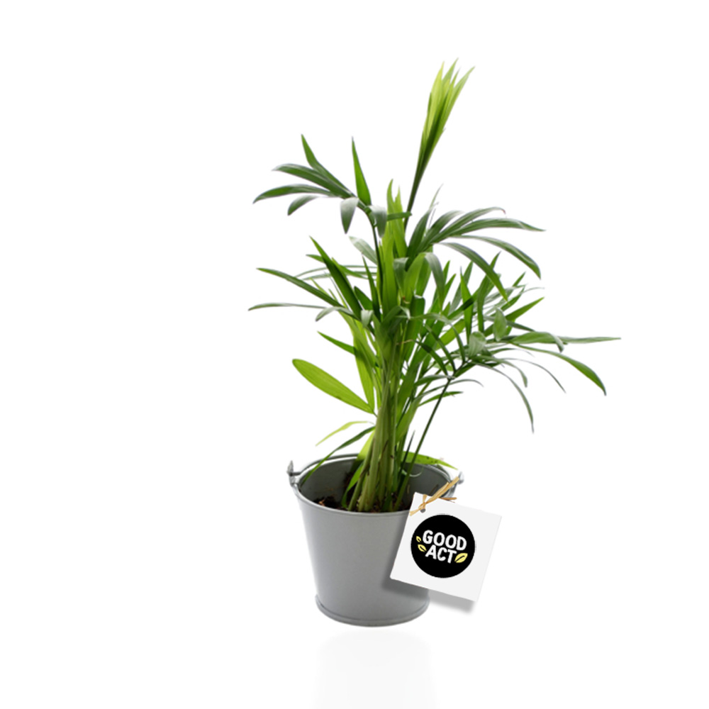 Plante personnalisable avec un logo dans un pot en zinc