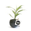 Petite plante personnalisable avec un logo dans un pot en céramique