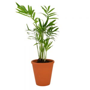 Plantes personnalisées