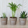 Exemple mini plantes dépolluantes pot céramique