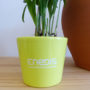 Exemple mini plantes dépolluantes pot céramique
