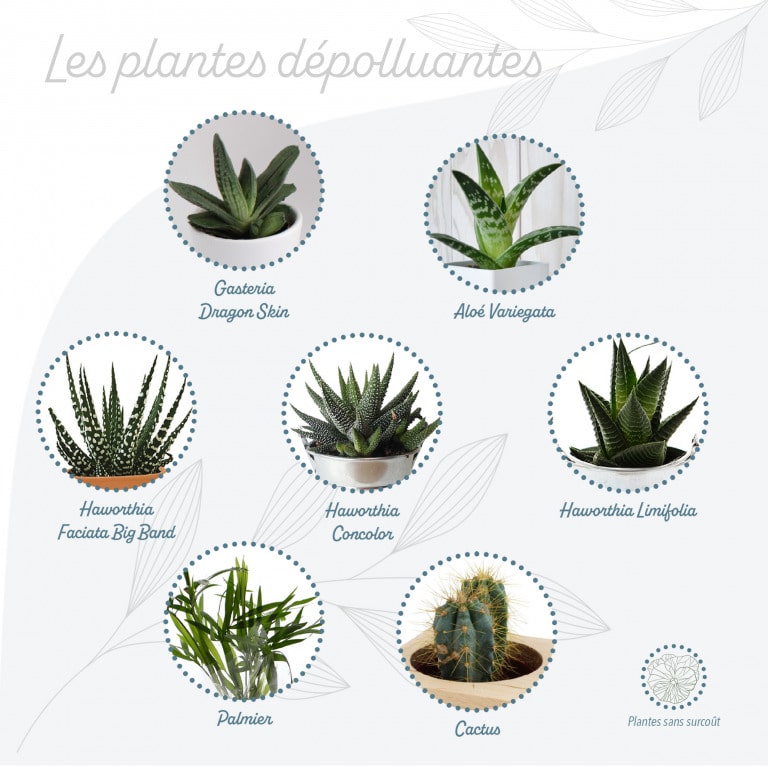 Liste des plantes dépolluantes