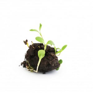 Kit de jardinage personnalisé