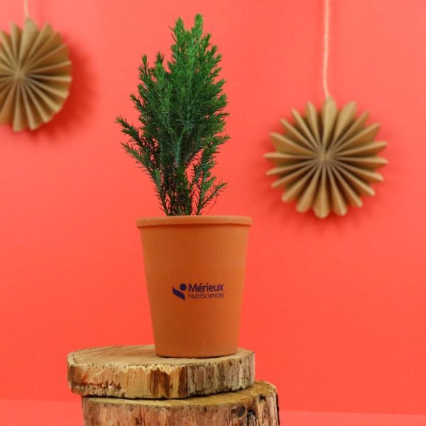 Mini sapin personnalisé avec pot en terre cuite