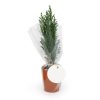 Mini sapin personnalisable à offrir - Cadeau d'entreprise