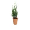 Mini sapin personnalisable à offrir - Cadeau d'entreprise