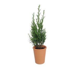 Mini sapin personnalisable à offrir - Cadeau d'entreprise