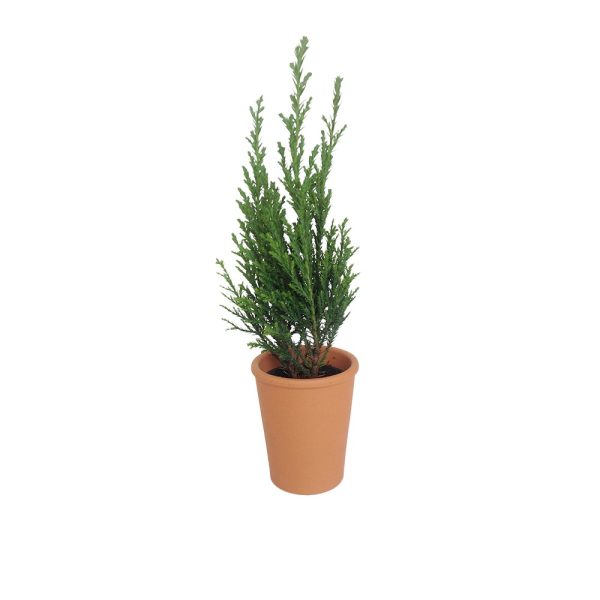 Mini sapin personnalisable à offrir - Cadeau d'entreprise