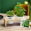 Mini jardinière avec graines à faire pousser