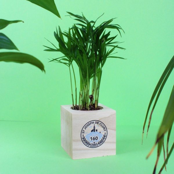 Cube bois personnalisé avec plante