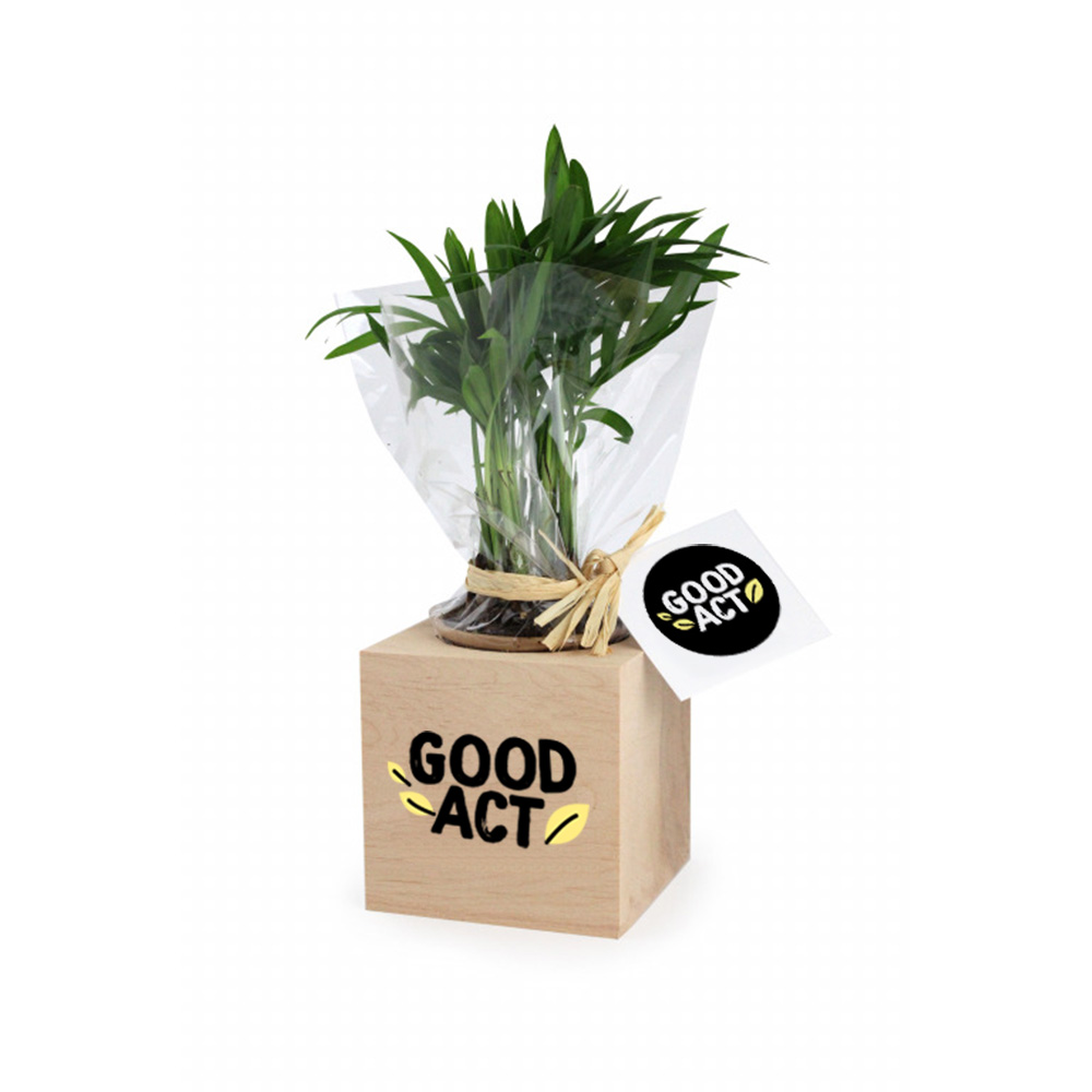Ecocube avec plante personnalisée à offrir - Cadeau d'entreprise original et nature