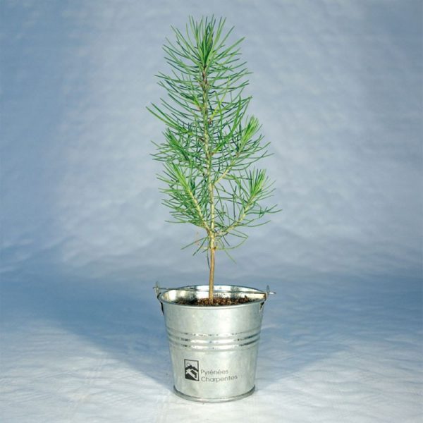 Plant d'arbre personnalisé