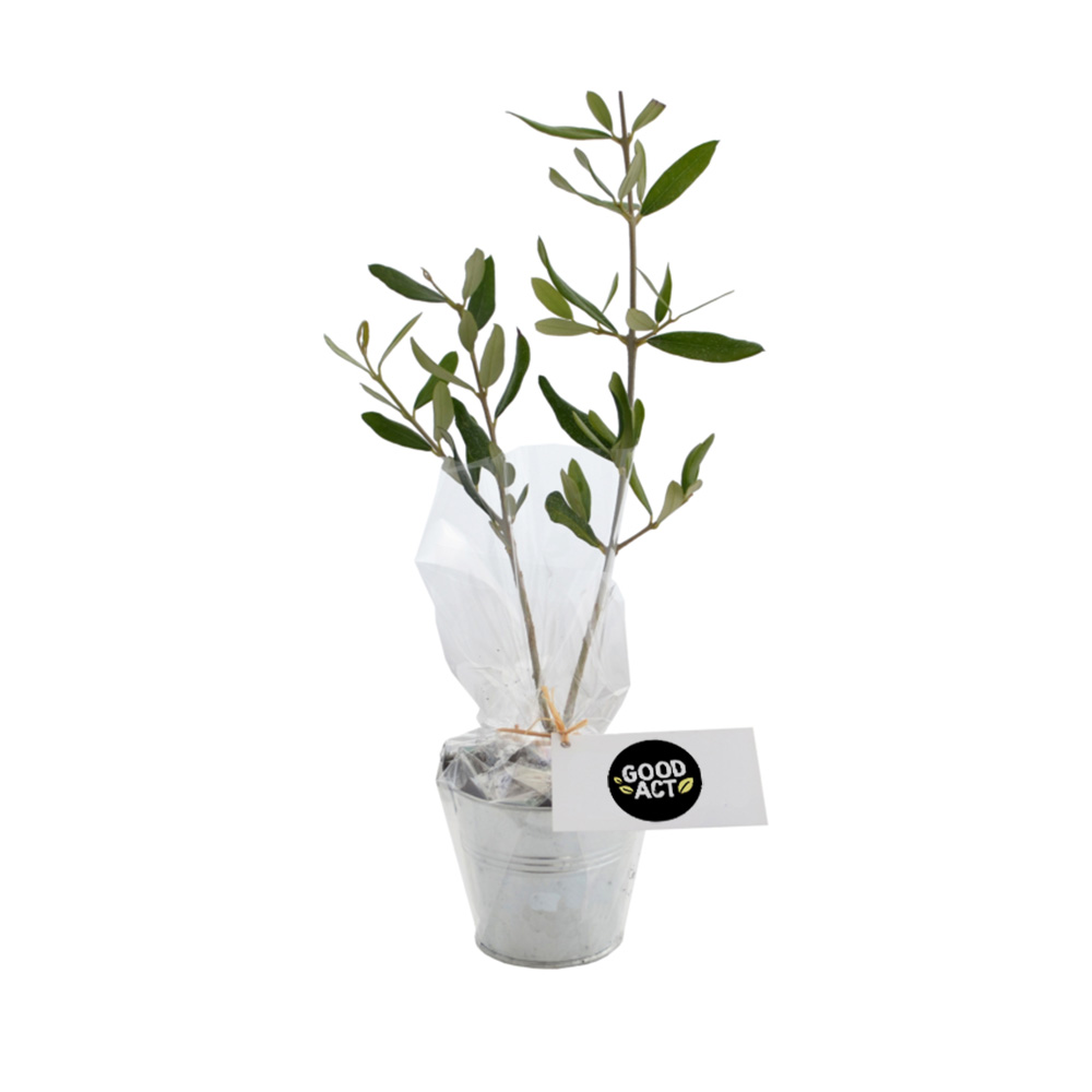 Plant d'arbre personnalisable dans un pot en zinc