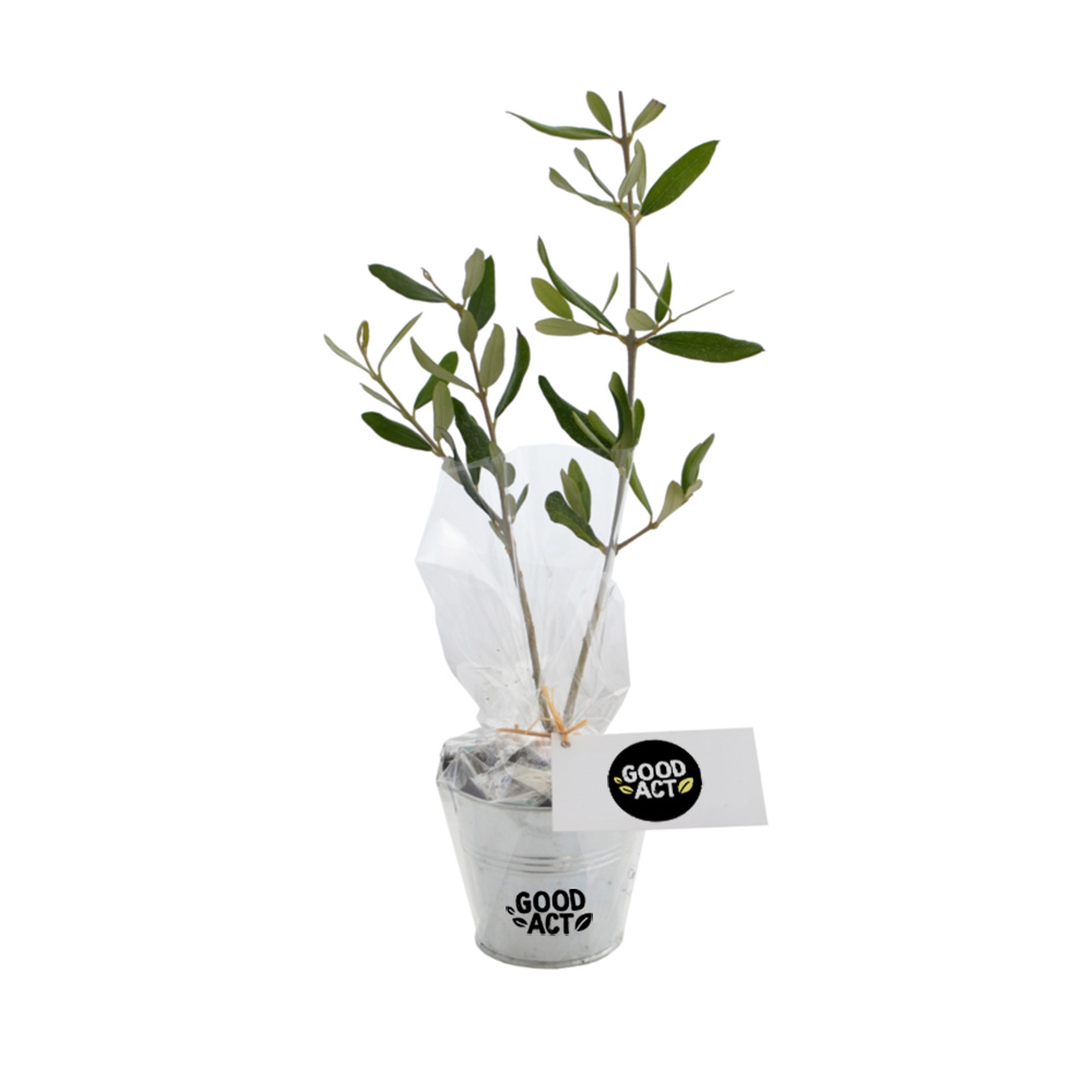 Plant d'arbre personnalisable dans un pot en zinc