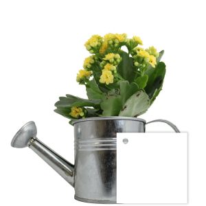 Arrosoir avec plante personnalisée