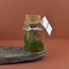 Mini terrarium publicitaire