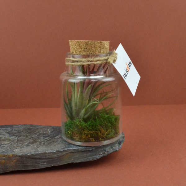 Mini terrarium publicitaire