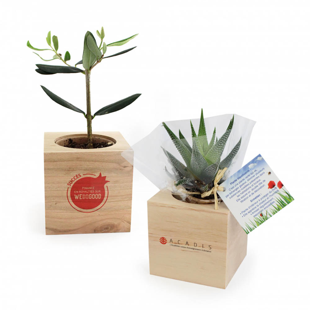 Cube bois personnalisé avec plante