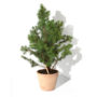 epicea_sprout