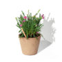 sprout_oeillet_commun