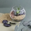 Mini terrarium à personnaliser avec un logo - Cadeau d'entreprise original et nature