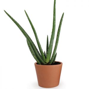 Aloe vera à offrir dans pot en terre cuite