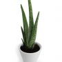 Aloe vera à offrir dans pot en terre cuite4