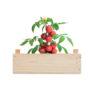 Cagette de culture publicitaire de tomate personnalisable