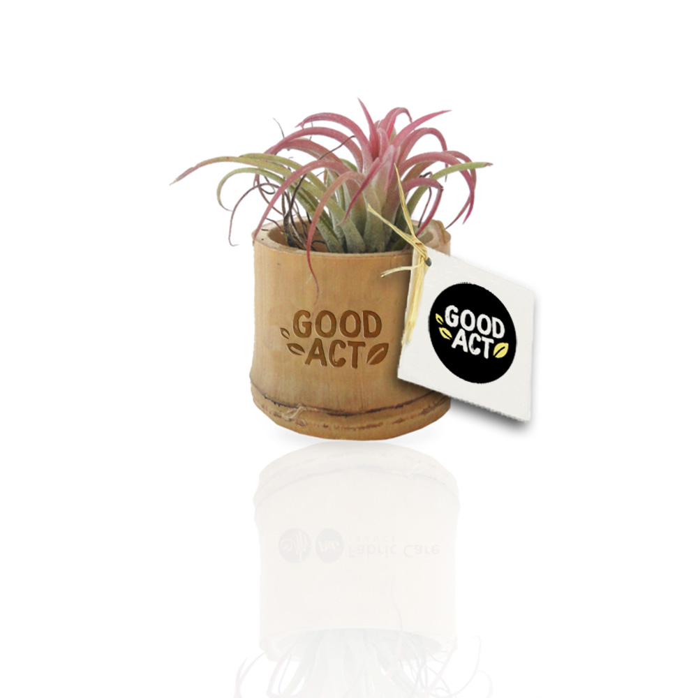 Tillandsia personnalisable avec votre logo dans un pot en bambou