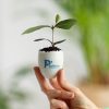 Mini plante dans un oeuf personnalisé - Goodies nature