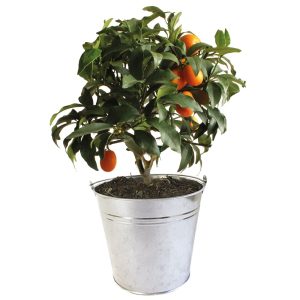 Oranger personnalisable dans un pot en zinc - Cadeau d'affaires à personnaliser
