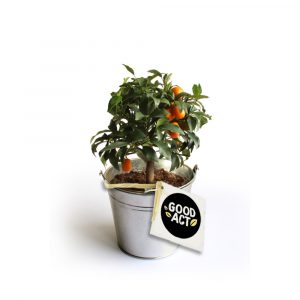 Oranger personnalisable dans un pot en zinc - Cadeau d'affaires à personnaliser