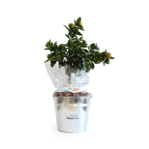 Oranger personnalisable dans un pot en zinc - Cadeau d'affaires à personnaliser