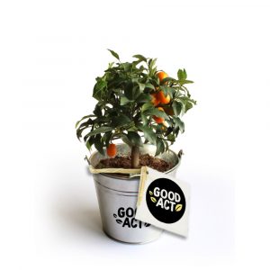 Oranger personnalisable dans un pot en zinc - Cadeau d'affaires à personnaliser