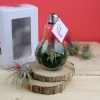 Tillandsia personnalisée pour cadeau d'entreprise