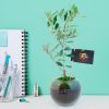 Plant d'olivier dans un vase en verre