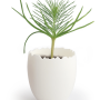 Kit de plantation boîte d'oeuf individuelle