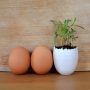 Kit de plantation boîte d'oeuf individuelle