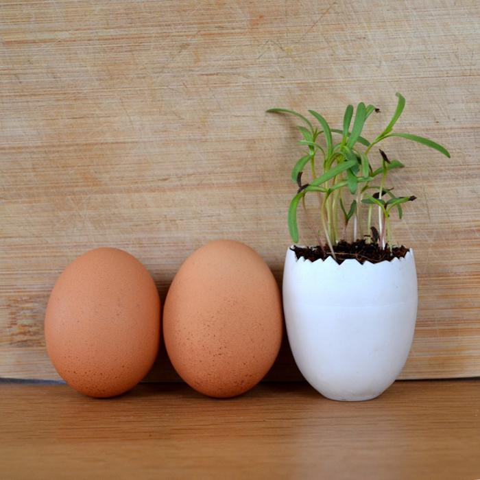Kit de plantation, pot œuf – Compléments d'image