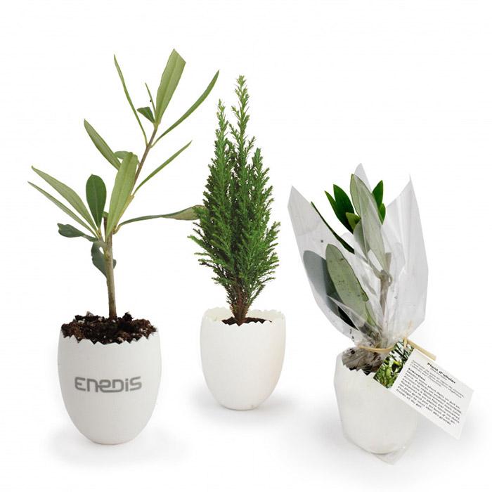 Mini plant d'arbre dans un oeuf