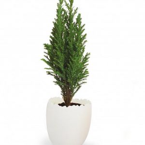 Mini plant d'arbre dans un oeuf