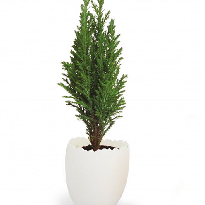 Mini plant d'arbre dans un oeuf