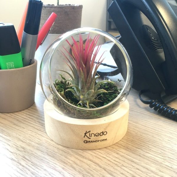 tillandsia-en-terrarium-socle-bois