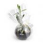 Plant d’olivier dans un vase en verre1